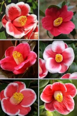 Tama No Ura Weeping Camellia Japonica - 1 Gallon Pot 12 Tama No Ura Weeping Camellia Japonica - 1 Gallon Pot -FruitTree Store camellia tama no ura sports 1