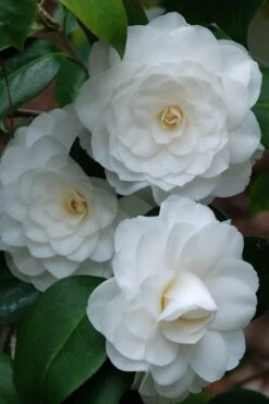 White By The Gate Camellia Japonica - 7 Gallon Pot 9 White By The Gate Camellia Japonica - 7 Gallon Pot -FruitTree Store camellia white by the gate 1 1