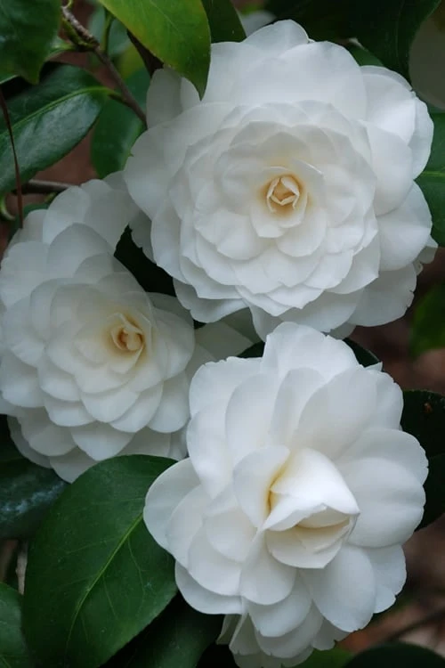 White By The Gate Camellia Japonica - 7 Gallon Pot 6 White By The Gate Camellia Japonica - 7 Gallon Pot - Image 4