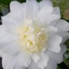 Winter's Snowman Camellia Hybrid - 3 Gallon Pot 1 Winter's Snowman Camellia Hybrid - 3 Gallon Pot -FruitTree Store camellia winters snowman 106