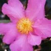 Winter's Star Cold Hardy Camellia - 3 Gallon Pot -FruitTree Store camellia winters star 20