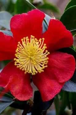 Yuletide Camellia Sasanqua - 6 Pack Of 1 Gallon Pots -FruitTree Store camellia yuletide best