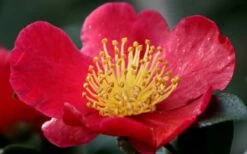 Yuletide Camellia Sasanqua - 3 Gallon Pot -FruitTree Store camellia yuletide flower closeup 1