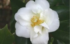White Empress Camellia Japonica - 3 Gallon Pot -FruitTree Store camelliawhiteempress