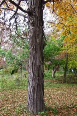 Shagbark Hickory Tree (Carya Ovata) - 3 Gallon Pot -FruitTree Store carya ovata shagbark hickory tree 1