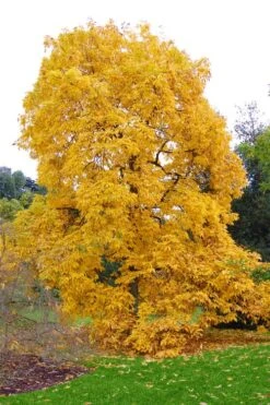 Shagbark Hickory Tree (Carya Ovata) - 3 Gallon Pot -FruitTree Store carya ovata shagbark hickory tree 3
