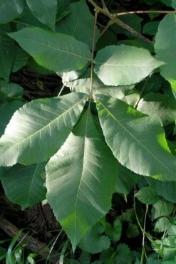 Shagbark Hickory Tree (Carya Ovata) - 3 Gallon Pot -FruitTree Store carya ovata shagbark hickory tree leaves 3