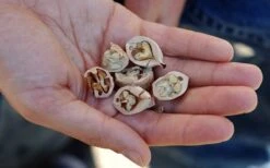 Shagbark Hickory Tree (Carya Ovata) - 3 Gallon Pot -FruitTree Store carya ovata shagbark hickory tree nuts 4