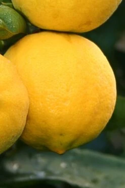 Meyer Lemon Tree (Citrus X Meyeri) - 5 Gallon Pot -FruitTree Store citrus meyeri meyer lemon tree 4