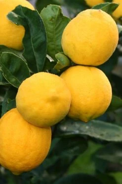 Meyer Lemon Tree (Citrus X Meyeri) - 5 Gallon Pot -FruitTree Store citrus meyeri meyer lemon tree 5