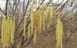 American Hazelnut (Filbert) - 3 Gallon Pot -FruitTree Store corylus american american hazelnut fall leaves 10 1