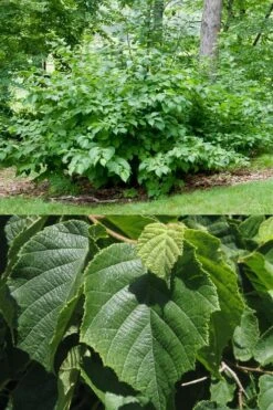 American Hazelnut (Filbert) - 1 Gallon Pot -FruitTree Store corylus american american hazelnut fall leaves 13