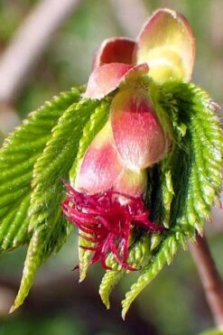American Hazelnut (Filbert) - 3 Gallon Pot -FruitTree Store corylus american american hazelnut fall leaves 8 1