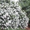 Acoma Weeping White Crape Myrtle - 1 Gallon Pot -FruitTree Store crape myrtle acoma 12 1