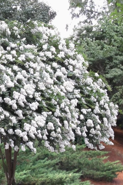 Acoma Weeping White Crape Myrtle - 6 Pack Of 1 Gallon Pots 3 Acoma Weeping White Crape Myrtle - 6 Pack Of 1 Gallon Pots
