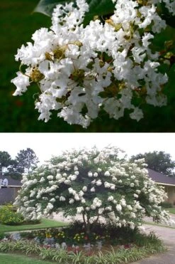 Acoma Weeping White Crape Myrtle - 1 Gallon Pot -FruitTree Store crape myrtle acoma 500x750 2