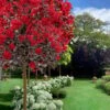 Black Diamond Best Red Crape Myrtle (Single Trunk Tree) - 7 Gallon Pot -FruitTree Store crape myrtle black diamond best red single trunk tree 3