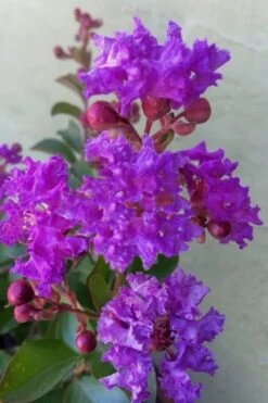 Catawba Purple Crape Myrtle - 6 Pack Of 1 Gallon Pots