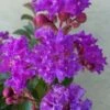 Catawba Purple Crape Myrtle - 3 Gallon Pot -FruitTree Store crape myrtle catawba 7