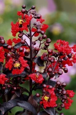 Center Stage Red Black Leaf Crape Myrtle - 3 Gallon Pot 12 Center Stage Red Black Leaf Crape Myrtle - 3 Gallon Pot -FruitTree Store crape myrtle center stage red 1 1