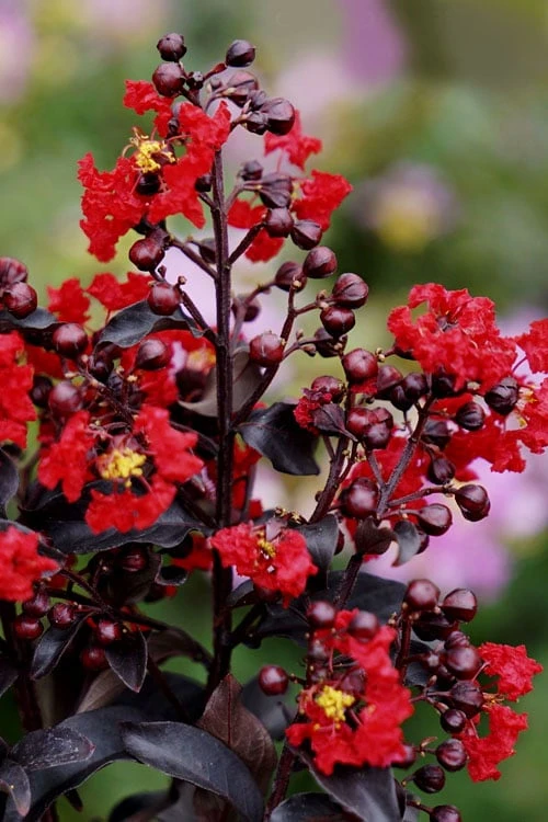 Center Stage Red Black Leaf Crape Myrtle -2 Gallon Pot 6 Center Stage Red Black Leaf Crape Myrtle -2 Gallon Pot - Image 5