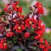 Center Stage Red Black Leaf Crape Myrtle -2 Gallon Pot -FruitTree Store crape myrtle center stage red 3