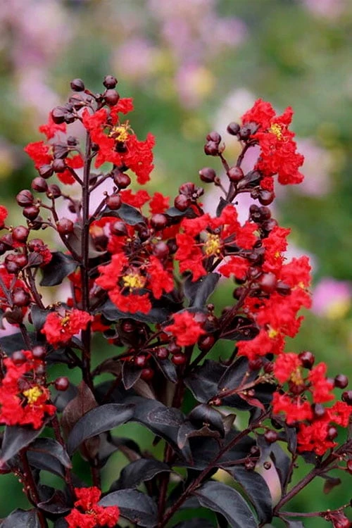 Center Stage Red Black Leaf Crape Myrtle -2 Gallon Pot 2 Center Stage Red Black Leaf Crape Myrtle -2 Gallon Pot
