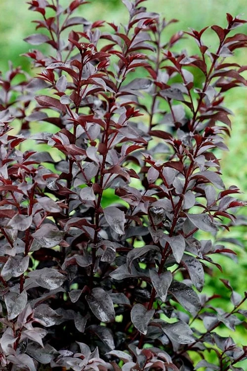 Center Stage Red Black Leaf Crape Myrtle -2 Gallon Pot 7 Center Stage Red Black Leaf Crape Myrtle -2 Gallon Pot - Image 6