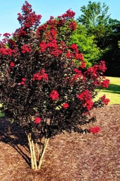 Center Stage Red Black Leaf Crape Myrtle -2 Gallon Pot 10 Center Stage Red Black Leaf Crape Myrtle -2 Gallon Pot -FruitTree Store crape myrtle center stage red 5