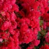 Cherry Dazzle Dwarf Crape Myrtle - 3 Gallon Pot -FruitTree Store crape myrtle cherry dazzle 30 1