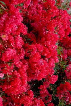 Cherry Dazzle Dwarf Crape Myrtle - 1 Gallon Pot 15 Cherry Dazzle Dwarf Crape Myrtle - 1 Gallon Pot -FruitTree Store crape myrtle cherry dazzle 30