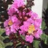Delta Jazz Crape Myrtle - 2 Gallon Pot 1 Delta Jazz Crape Myrtle - 2 Gallon Pot -FruitTree Store crape myrtle delta jazz 201