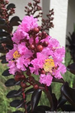 Delta Jazz Crape Myrtle - Single Trunk Topiary Tree - 5 Gallon Pot -FruitTree Store crape myrtle delta jazz 201 2