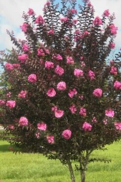 Delta Jazz Crape Myrtle - 3 Gallon Pot -FruitTree Store crape myrtle delta jazz 50 1