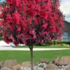 Double Dynamite Crape Myrtle Tree (Single Trunk Tree) - 7 Gallon Pot (5-6') -FruitTree Store crape myrtle double dynamite 100