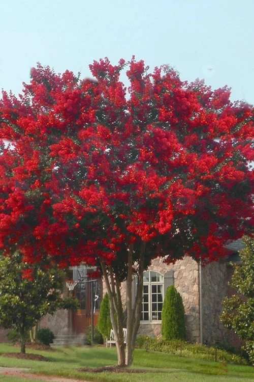 Dynamite Red Crape Myrtle - 7 Gallon Pot (5-6') 7 Dynamite Red Crape Myrtle - 7 Gallon Pot (5-6') - Image 5