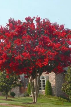 Dynamite Red Crape Myrtle - 3 Gallon Pot 10 Dynamite Red Crape Myrtle - 3 Gallon Pot -FruitTree Store crape myrtle dynamite 10 2