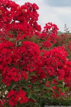 Miss Frances Red Crape Myrtle (Single Trunk Topiary Tree) - 7 Gallon Pot (5-6') -FruitTree Store crape myrtle miss frances red 1 4