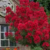 Miss Frances Red Crape Myrtle - 3 Gallon Pot -FruitTree Store crape myrtle miss frances red 2