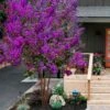 Miss Sandra Purple Crape Myrtle - 6 Pack Of 1 Gallon Pots -FruitTree Store crape myrtle miss sandra purple 1 1