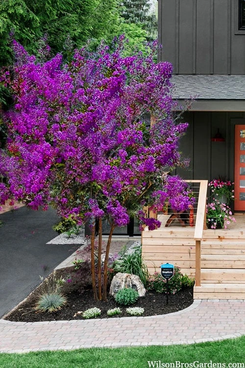 Miss Sandra Purple Crape Myrtle - 1 Gallon Pot 3 Miss Sandra Purple Crape Myrtle - 1 Gallon Pot