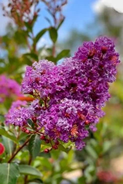 Miss Sandra Purple Crape Myrtle - 1 Gallon Pot 9 Miss Sandra Purple Crape Myrtle - 1 Gallon Pot -FruitTree Store crape myrtle miss sandra purple 2