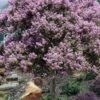 Muskogee Lavender Crape Myrtle Tree (Single Trunk) - 5 Gallon Pot -FruitTree Store crape myrtle muskogee 200