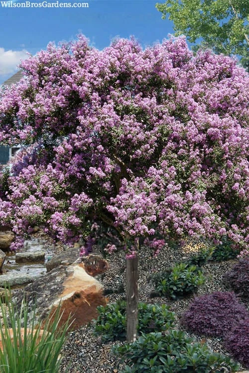 Muskogee Lavender Crape Myrtle Tree (Single Trunk) - 5 Gallon Pot 8 Muskogee Lavender Crape Myrtle Tree (Single Trunk) - 5 Gallon Pot -FruitTree Store crape myrtle muskogee 200