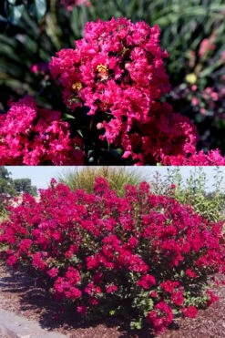 Princess Kylie Dwarf Crape Myrtle - 3 Gallon Pot -FruitTree Store crape myrtle princess kylie 2