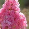 Sioux Pink Crape Myrtle - 6 Pack Of 1 Gallon Pots -FruitTree Store crape myrtle sioux pink 52