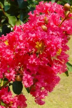 Tuscarora Watermelon Red Crape Myrtle - 5 Gallon Pot -FruitTree Store crape myrtle tuscarora 7