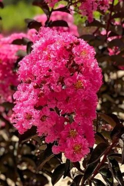 Twilight Magic Crape Myrtle Tree (Single Trunk) - 5 Gallon Pot 9 Twilight Magic Crape Myrtle Tree (Single Trunk) - 5 Gallon Pot -FruitTree Store crape myrtle twilight magic 1 1