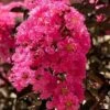 Twilight Magic Crape Myrtle - 3 Gallon Pot -FruitTree Store crape myrtle twilight magic 1