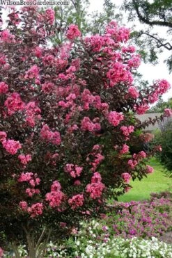 Twilight Magic Crape Myrtle - 3 Gallon Pot -FruitTree Store crape myrtle twilight magic 2